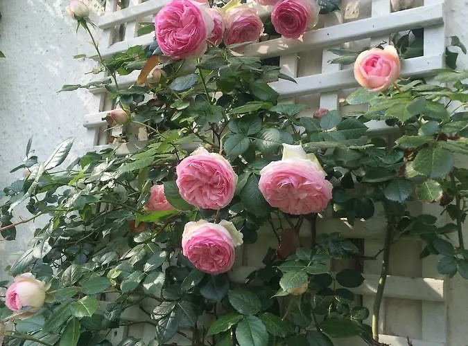 Demeure D'hotes Haec Otia